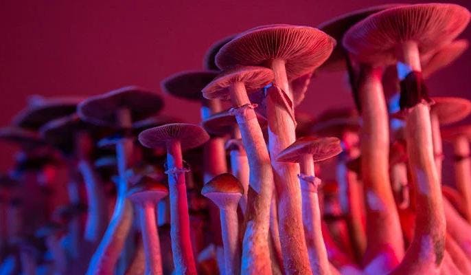 What to Know About Psilocybe Mushroom Use: Exploring the Mysteries and Therapeutic Potential