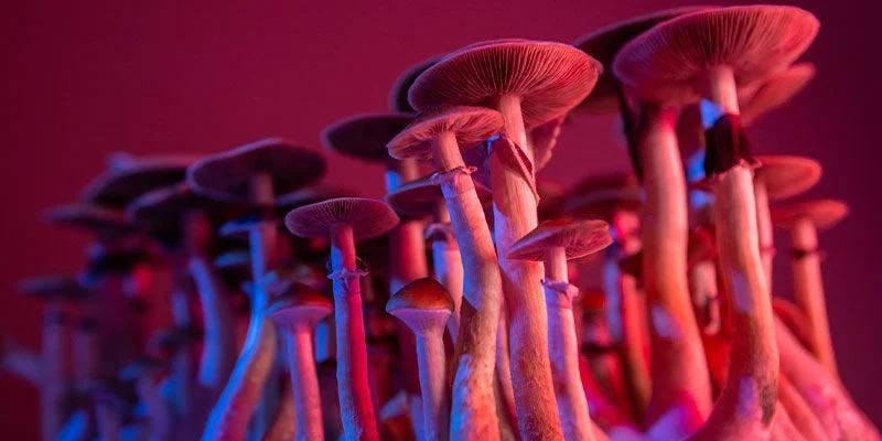 What to Know About Psilocybe Mushroom Use: Exploring the Mysteries and Therapeutic Potential